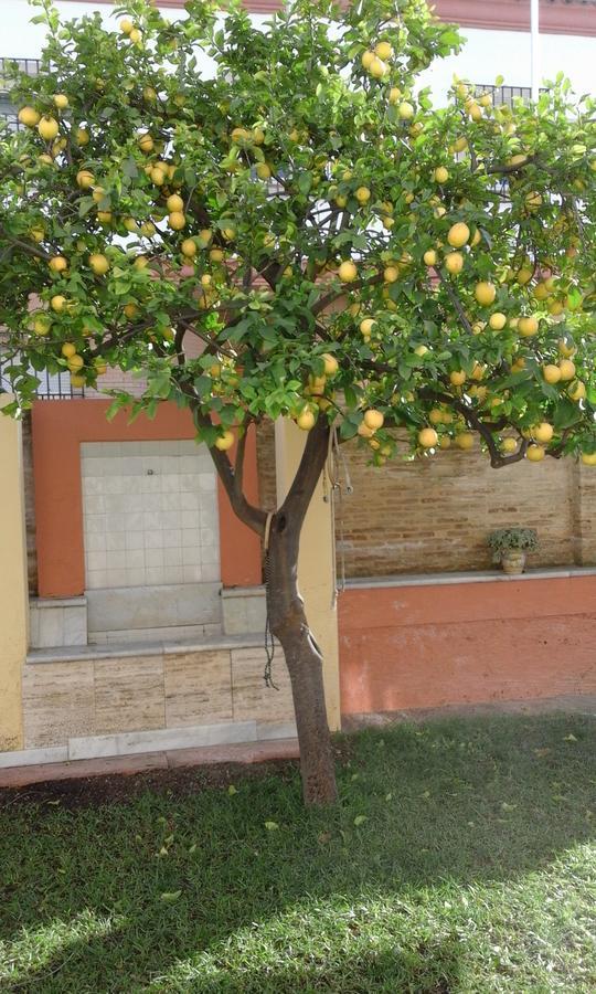Lemon Garden Hostel Sevilla מראה חיצוני תמונה